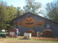 Pumpkin Hill Pumpkin Hill