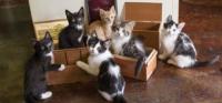 cats and kittens for adoption cats and kittens for adoption