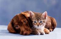 Hermitage Animal Clinic Hermitage Animal Clinic