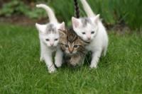 Nashville Cat Clinic Nashville Cat Clinic