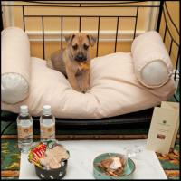 Nashville Pet Calendar Nashvillelife Pampered Pets At The Hermitage Hotel In Nashville Pet Friendly Hotels