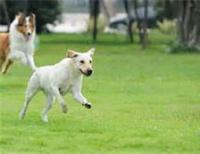 Brentwood Dog Park at Tower Park Brentwood Dog Park at Tower Park