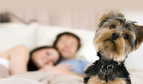 Pet Friendly Hotels in Nashville Nashville's Best Pet Friendly Hotels