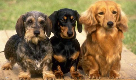 Nashville Animal & Pet Guide Nashville Animal & Pet Guide