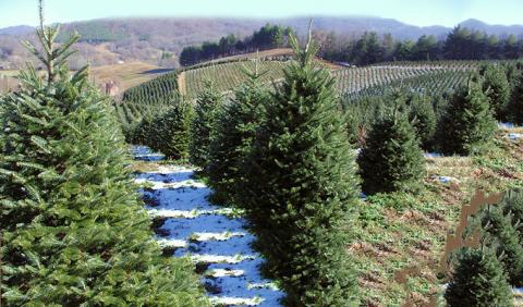 Nashville area Christmas Tree Farms Nashville area Christmas Tree Farms