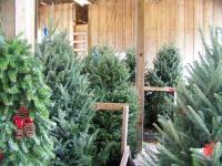 Country Cove Christmas Tree Farm Country Cove Christmas Tree Farm