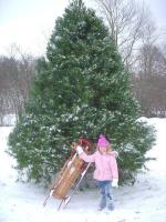 Live Christmas Trees from Treeland in Watertown TN Live Christmas Trees from Treeland in Watertown TN