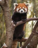 Red Panda in the Nashville Zoo - Photo credit to Amiee Stubbs Photography