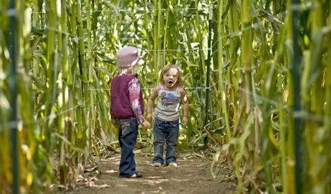 Kids playing in a corn maze in Nashville Tennessee