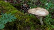 Wild About Fungus