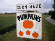 Boyd's Pumpkin Patch and Corn Maze